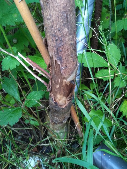 Skadad trädgren med avskalad bark bland gröna växter.