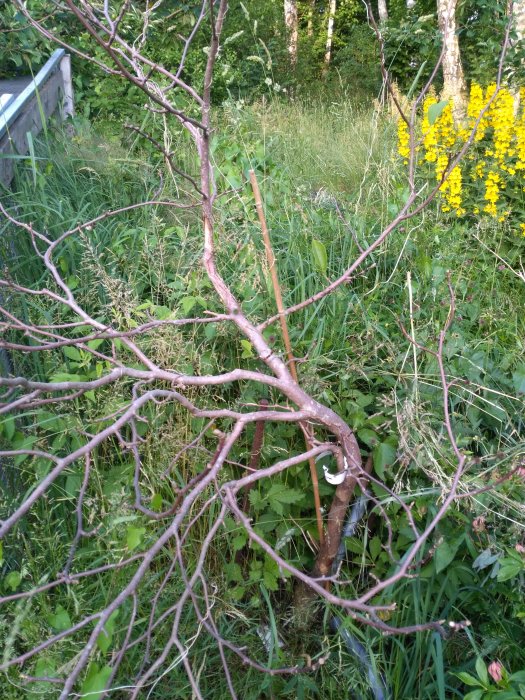 Grenverk i närbild framför en bakgrund av grönt gräs och gula blommor i det vilda.
