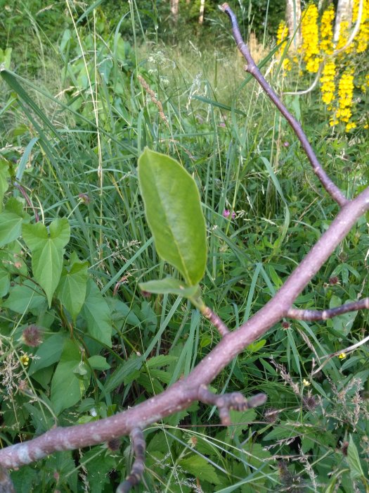 Enstaka blad i förgrunden med gröna växter och gula blommor i bakgrunden.