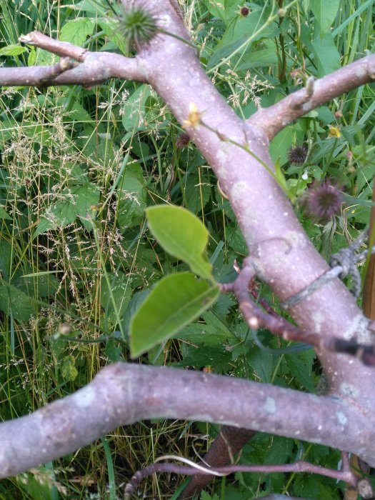 Grenar med grön vegetation i bakgrunden, några blad i fokus nära kameran, omgivna av gräs och andra växter.