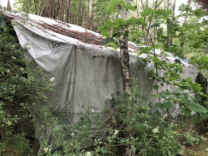 Struktur med presenningar delvis täckt av vegetation, liknande en improviserad lerhydda i skog.