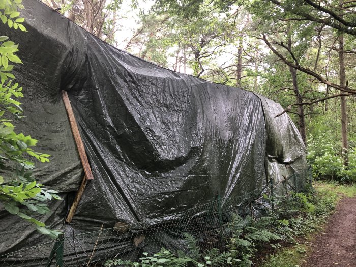 Stor presenning över vedstapel i skogsmiljö, delvis täckt av grönska och stöttad av träpålar.