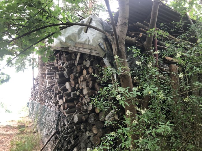 Stapel av ved som lutar utåt under ett presenningsskydd bland grönska.