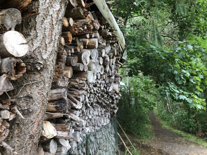 Stapel med vedträn som lutar utåt vid sidan av en skogsstig.
