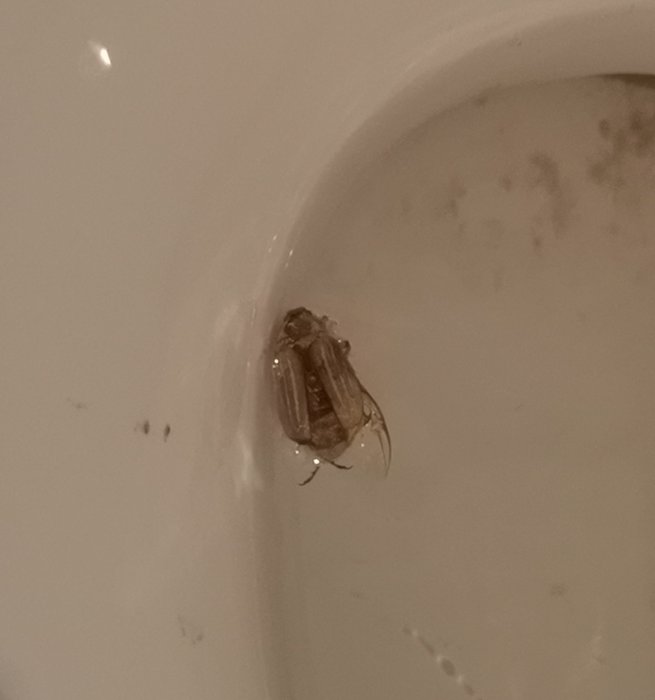 Stort insekt sägs av användare ha hittats av katt på balkongen, fotograferad i en toalett.