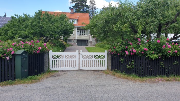 Vit grind och staket med klättrande rosor framför ett hus med gräsmatta.