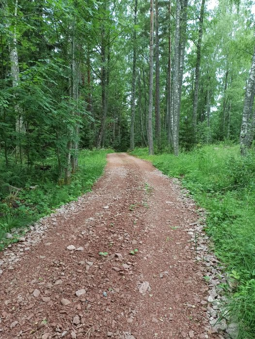 Nybyggd grusväg som slingrar sig genom en grön lövskog.