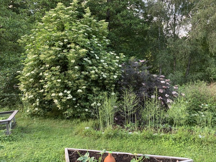 Ljus och mörk fläderbuske blommar i en trädgård med grönskande omgivning och en odlingsbädd i förgrunden.