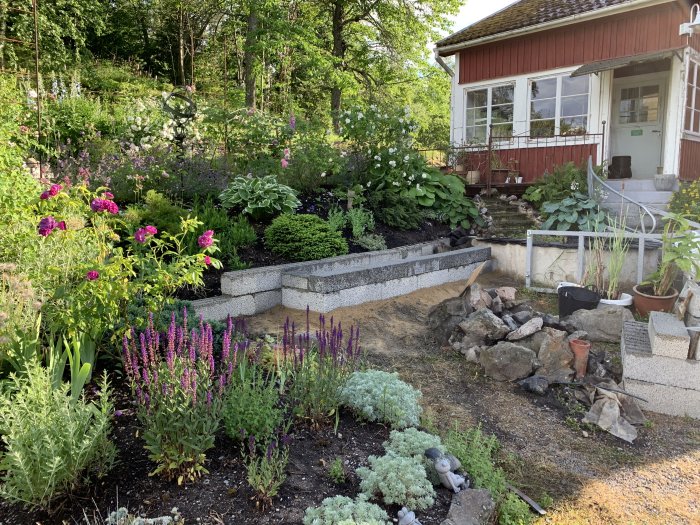 En trädgård med blomstrande växter och en påbörjad vatten-rabatt nära ett rött hus med vita fönster.