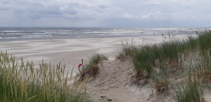 Vindpinad strand med sanddyner och högt gräs under molnig himmel innan stormen.