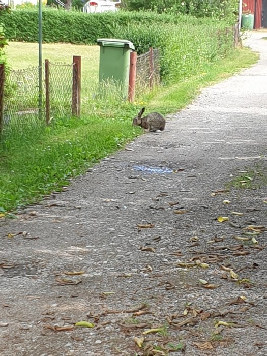 En hare sitter still på en grusväg bredvid grönt gräs och ett staket.