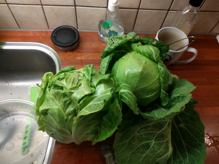 Två stora, fräscha vitkålshuvuden på ett köksbord bredvid diskho och diskmedel.