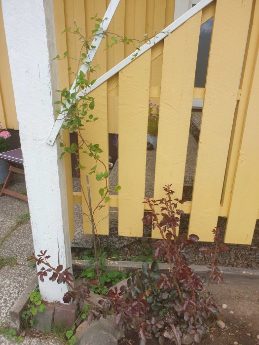 Växande ros och klematis vid gult plank, odlingskrage med röda vinbär i trädgård.