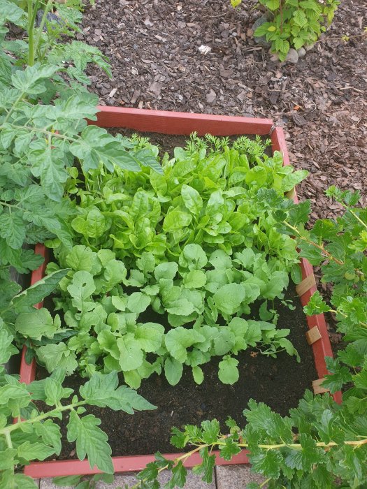 En odlingskrage med gröna morötter, mangold och rädisor omgiven av flis och andra plantor.