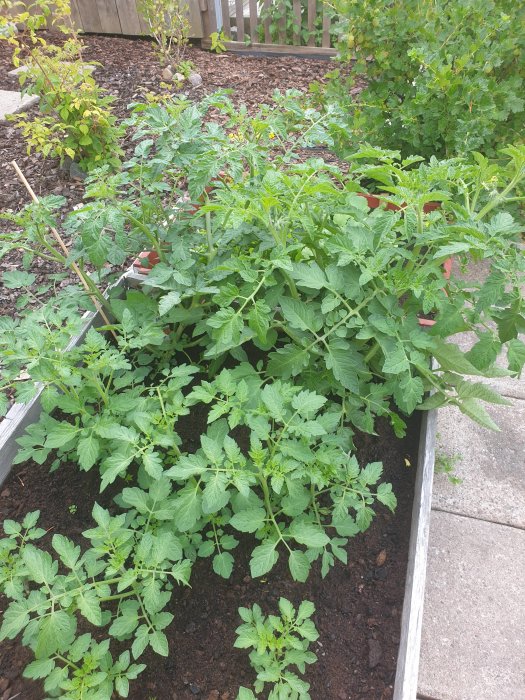 Tomatplantor som växer tätt i en odlingskrage med synlig staket och buskage i bakgrunden.