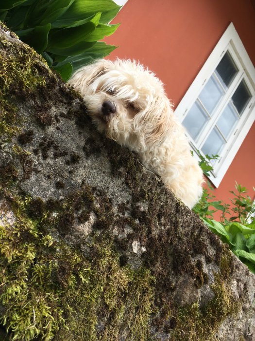 Liten vit hund som vilar huvudet på en mossig sten med ett hus och gröna växter i bakgrunden.