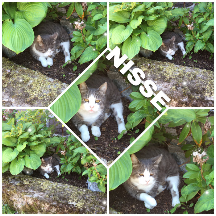 Kollage av en katt som ligger under stora gröna blad, ser avslappnad ut med en vattensten i närheten.