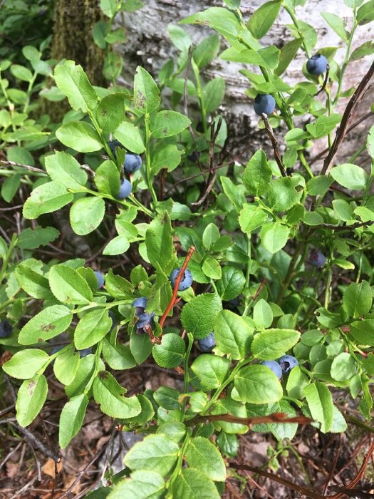 Buskar med gröna blad och mogna blåbär, trädstam i bakgrunden.