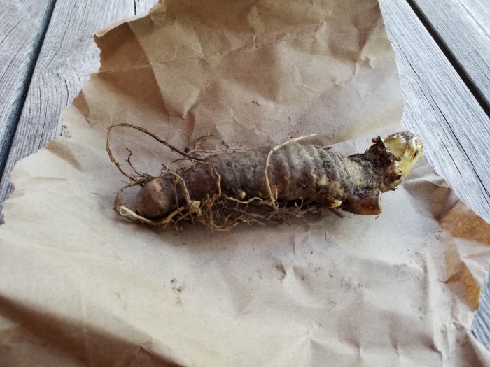 En torkad planta med skott och rötter som ligger på brunt papper mot en träyta, mottagen för odling.