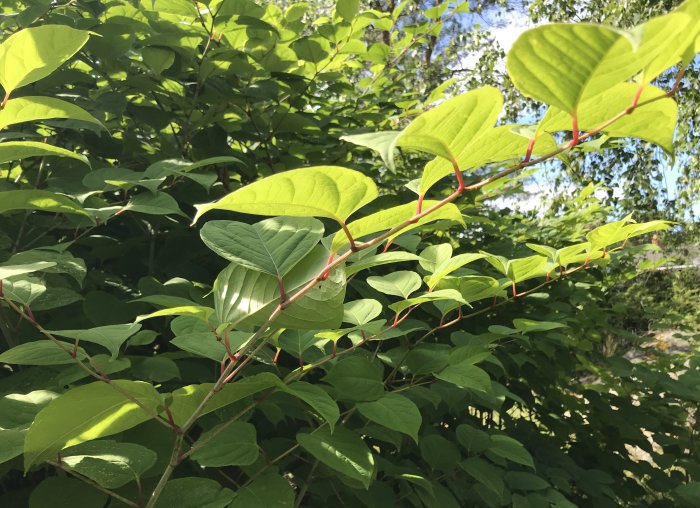 Parkslide med stora gröna blad och rödaktiga stjälkar i solljus, förekommande i västra Göteborg.