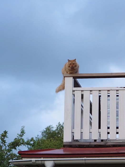 En orange katt som sitter på ett räcke på en balkong och tittar ner.