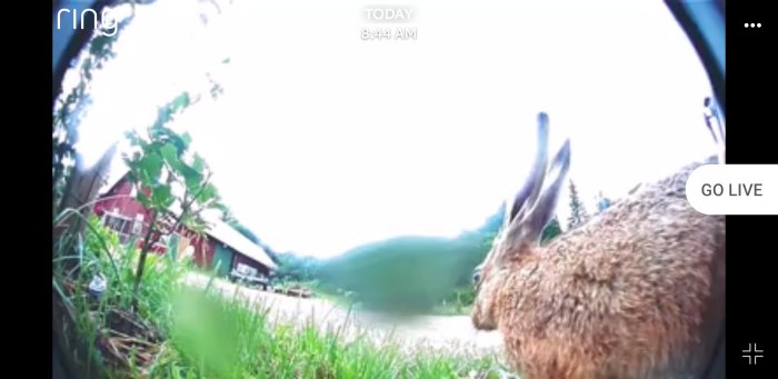 Närbild av en hare fångad av en övervakningskamera med fisheye-lins i en trädgård.