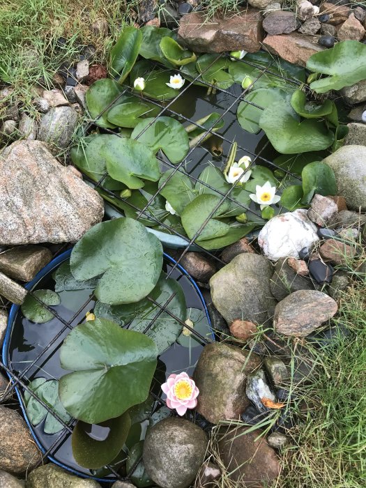 Trädgårdsdamm med näckrosblad och blommande näckrosor omgiven av stenar och gräs.