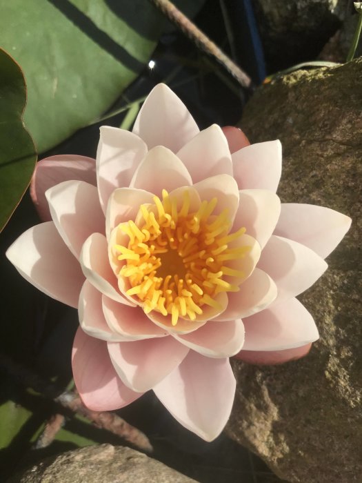 Närbild på en rosa näckros i full blom i en damm med mörka blad i bakgrunden.