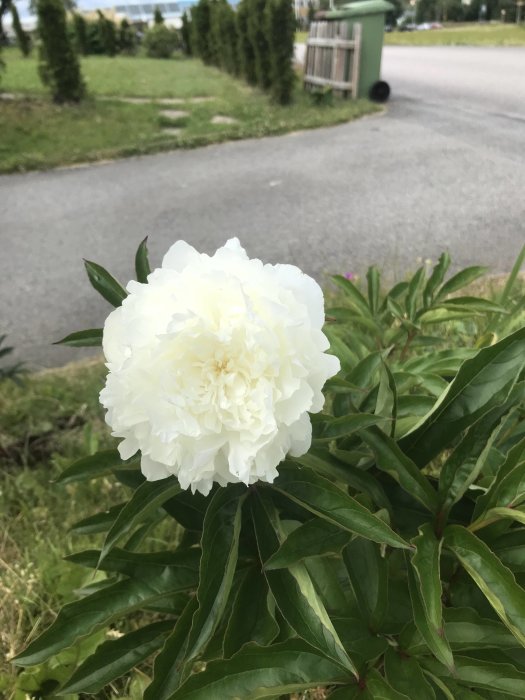 Vit pionblomma i förgrunden med gröna blad och suddig bakgrund av en gata och grönområde.