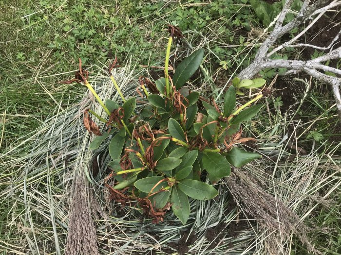 Rododendronbuske som visar tecken på återhämtning efter omplantering, omgiven av gräs och grenar.