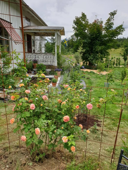 Trädgård med blommande rosbuskar framför ett lantligt hus med svensk flagga.