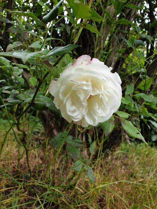 Vit rosblomma av sorten 'Climbing Iceberg' framför gröna blad och gräs.