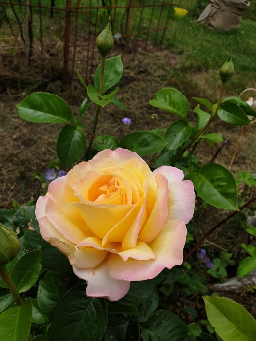 Närbild av en gul ros med rosa kanter, troligen sorten 'Peace', mot en grön bakgrund.