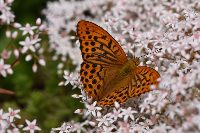 En silversträckad pärlemorfjäril på vita blommor, med detaljrika orange vingar med svarta prickar.