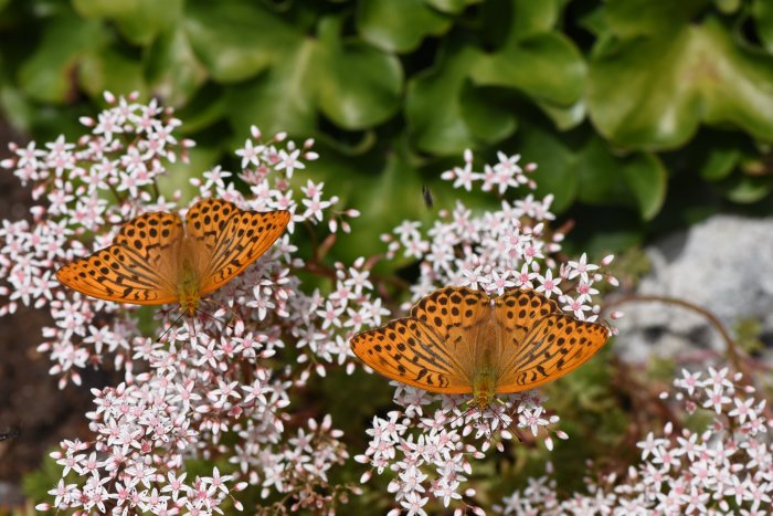 Två silversträckade pärlemorfjärilar på vita blommor mot en bakgrund av gröna blad.