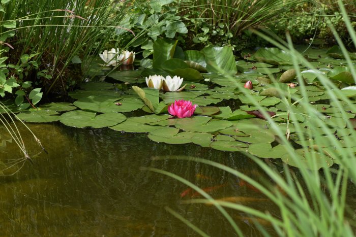 Vit och rosa blommande näckrosor på en damms vattenyta med gröna blad och vattenväxter.