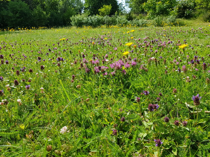 En äng full av olika vilda blommor och klöverarter under solig himmel.