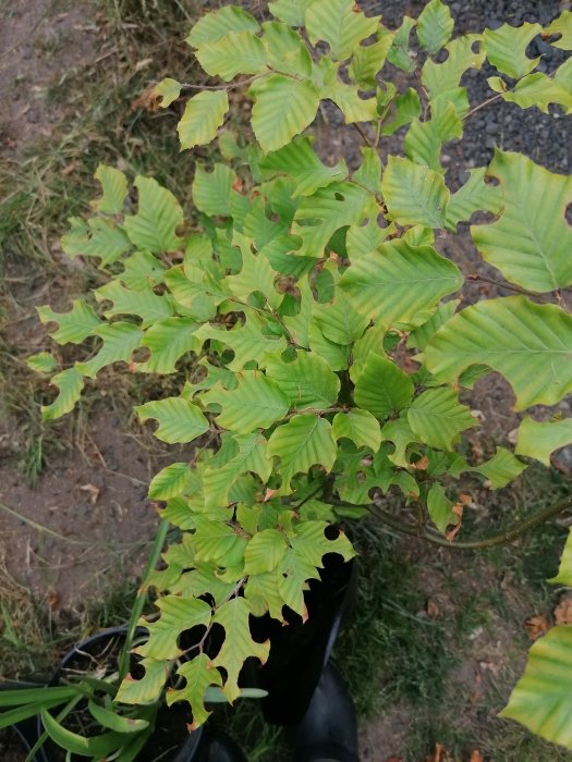 Bokplantebarn i kruka med blad angripna av djur, några blad med hål och skador.