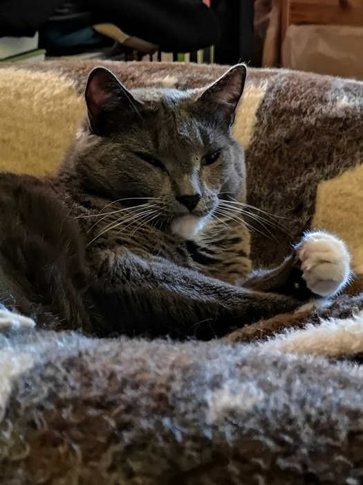Katt som ligger halvslumrande på en tjock brun och gul pläd, ser avslappnad ut i hemmiljö.