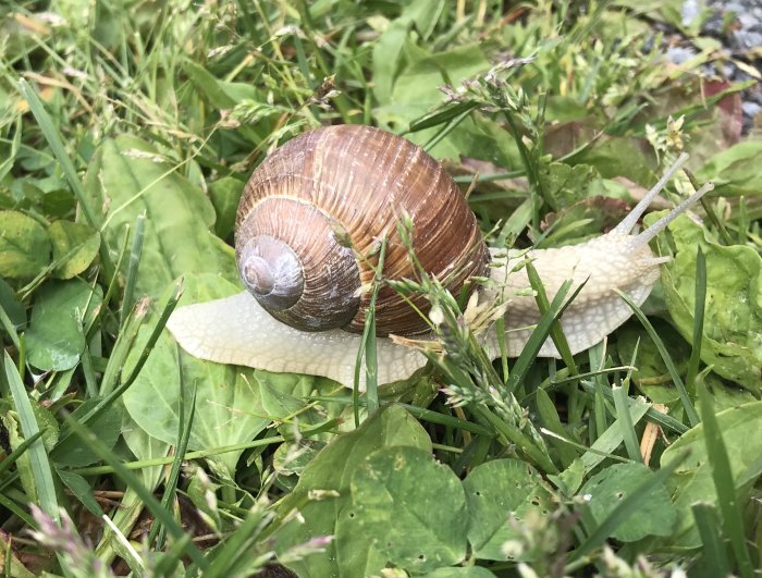 En snigel på gröna blad och gräs, synlig i närbild.