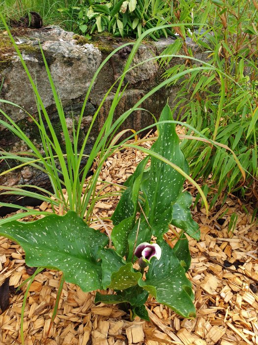 Prydnadsträdgård med fläckiga blad på en växt i förgrunden och varierade gröna växter med flismulch och stenar.