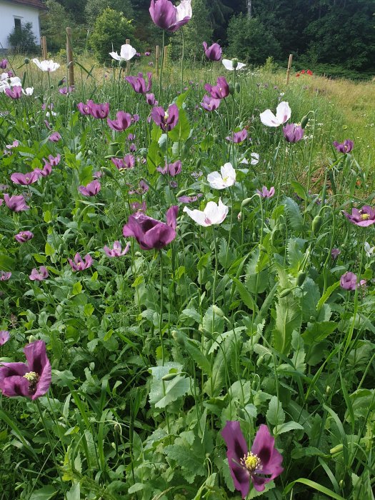 Vallmo i olika nyanser av lila och vitt blommar i en frodig trädgård med grönskande vegetation.