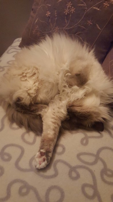 Fluffig katt sover på rygg med tassarna utsträckta.