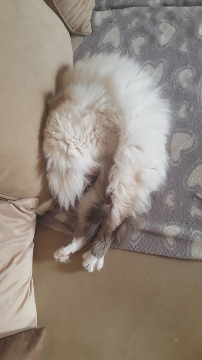 Fluffig vit katt sover i en udda position på en hjärtmönstrad filt.