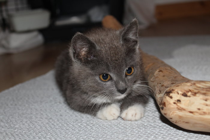 En liten grå kattunge med gula ögon ligger vid ett träföremål på en grå matta.