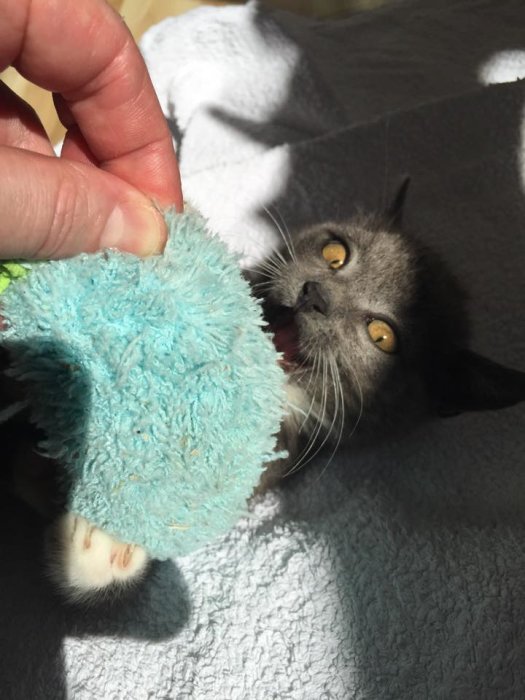 Liten grå kattunge leker med turkos leksak i solljus.