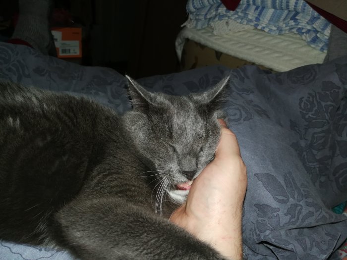 En grå katt som vilar huvudet på en människas hand och ser avslappnad ut.