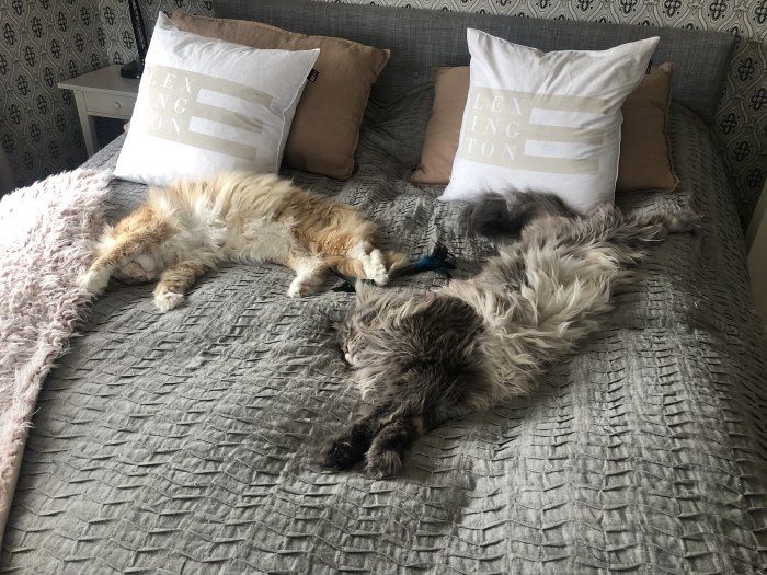 Två långhåriga katter sover utsträckta på en grå sängöverkast med kuddar.