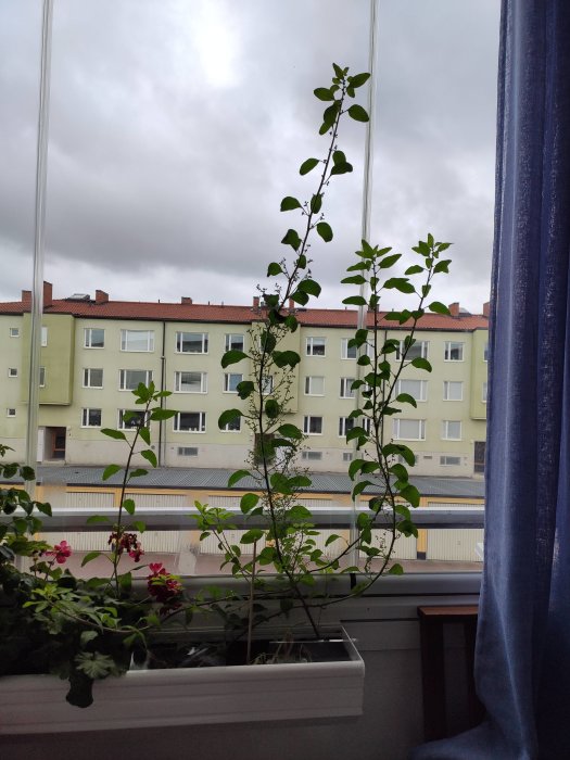 En lång planta med gröna blad som växer i en vit blomlåda inne vid ett fönster med utsikt över en stadsbyggnad.