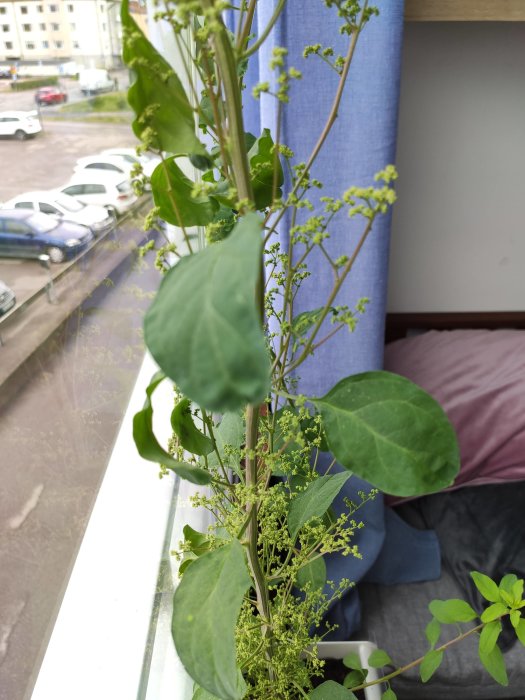 Oidentifierad grönväxt med stora blad och små blomknoppar i en blomlåda inomhus, med utsikt över parkeringsplats.